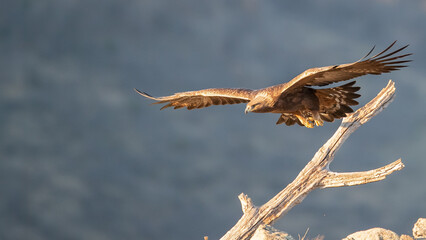 Golden eagle - Aquila chrysaetos