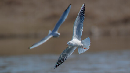 Chroicocephalus ridibundus - Black-headed gull