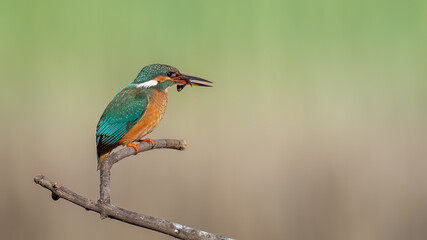 Common kingfisher - Alcedo atthis atthis