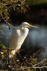 Intermediate or medium egret, Ardea intermedia, at Marlgu Billabong