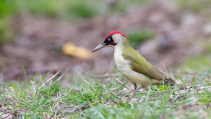 Green woodpecker - Picus viridis