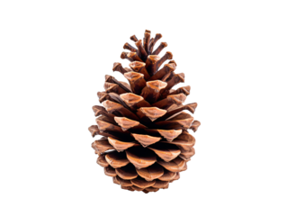 a brown pine cone on a white background