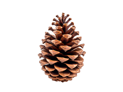 a brown pine cone on a white background