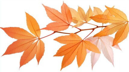 Fototapeta premium Vibrant Autumn Leaves Composition on White Background