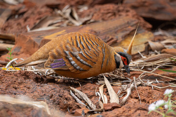 Spinifex pigeon in Karijini National Park Geophaps plumifera