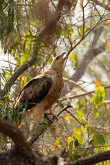 Whistling kite calling Haliastur sphenurus