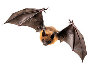 a bat with wings spread