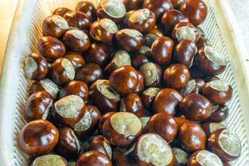 A pile of horse chestnuts in a white plastic basket. Aesculus, buckeye