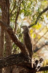 Brown goshawk Juvenile, Tachyspiza fasciata, on a perch


