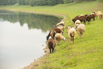 Beautiful rural landscape with green meadows and domestic animals in the Republic of Moldova. Country life with summer nature.