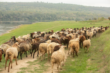 Beautiful rural landscape with green meadows and domestic animals in the Republic of Moldova. Country life with summer nature.