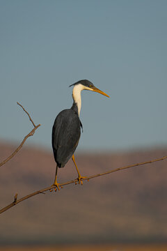 Pied heron (Egretta picata) on a perch at Marglu Billabong
