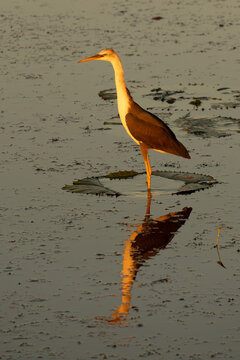 Pied heron (Egretta picata) on a lily pad at Marglu Billabong