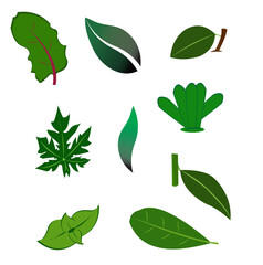 set of green leaves isolated