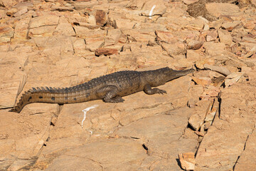 Freshwater crocodile at Lake Argyle Crocodylus johnstoni