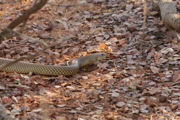 King brown snake, Pseudechis australis, close up