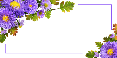 Purple flowers (aster and chrysanthemum) with seasonal leaves in a corner autumn arrangements with frame isolated on white or transparent background
