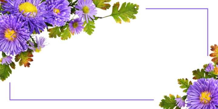 Purple flowers (aster and chrysanthemum) with seasonal leaves in a corner autumn arrangements with frame isolated on white or transparent background