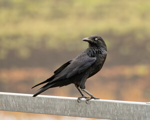 Australian raven, Corvus coronoides, at Bibra Lake