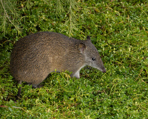 Quenda, Isoodon obesulus fusciventer, or Southern brown Bandicoot at Bibra Lake, WA