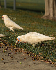 Long-billed corella, Cacatua tenuirostris, feral population in Perth, WA