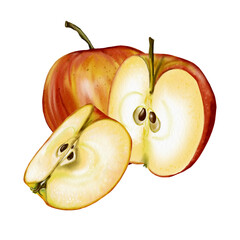 Composition of three apples. Whole, halved and quartered apples. The fruit is red. Watercolor illustration