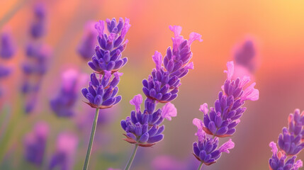 Obraz premium A bunch of purple lavender flowers are in a field. The flowers are in full bloom and are surrounded by green grass. The image has a peaceful and calming mood