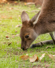Western grey kangaroo, Macropus fuliginosus