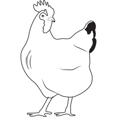 Chicken Animal Line Art Illustration