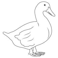 Duck Animal Line Art Illustration