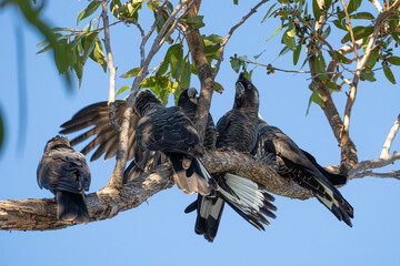 Carnaby's Black Cockatoo Zanda latirostris