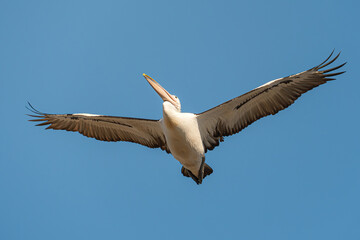 Australian pelican in flight Pelecanus conspicillatus