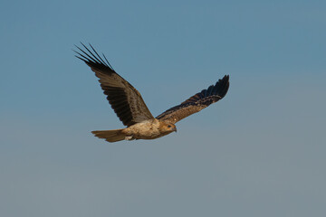 Whistling Kite in flight Haliastur sphenurus 