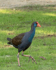 Australasian swamphen Porphyrio melanotus