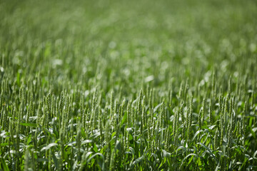 Green Wheat Field Growing in Springtime Sunlight
