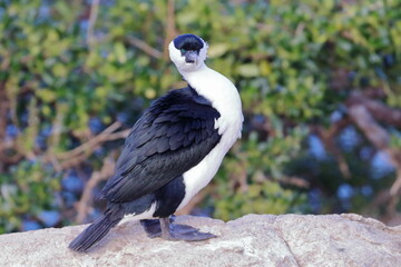 black-faced shag