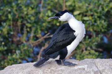 black-faced shag