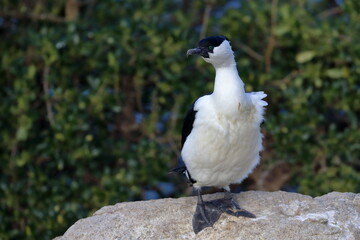 black-faced shag