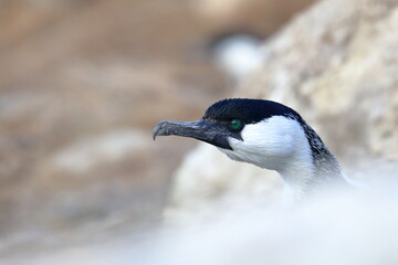 Fototapeta premium black-faced shag