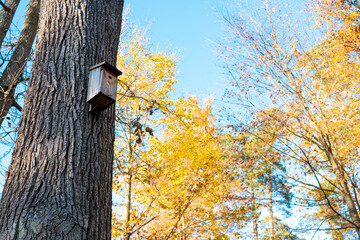 tree in the autumn with birdhouse
