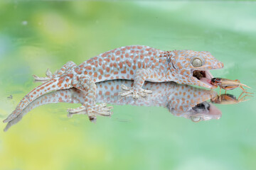 A tokay gecko is ready to prey on a cricket. This reptile has the scientific name Gekko gecko.