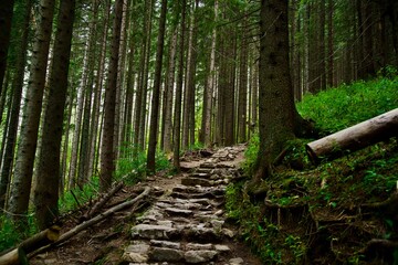 footpath in the woods
