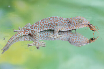 A tokay gecko is ready to prey on a cricket. This reptile has the scientific name Gekko gecko.