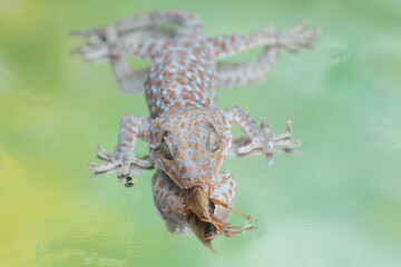 A tokay gecko is ready to prey on a cricket. This reptile has the scientific name Gekko gecko.