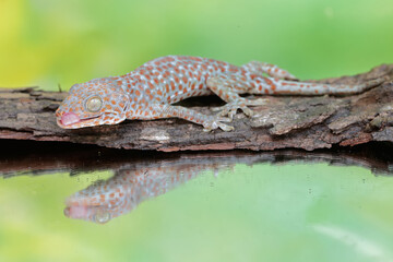 A tokay gecko shows its attack stance to chase away an intruder that has entered its territory. This reptile has the scientific name Gekko gecko.