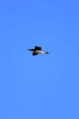 black-faced cormorant
