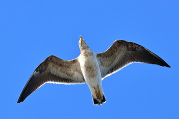 immature pacific gull