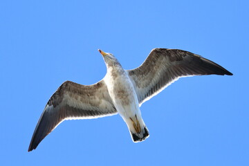 immature pacific gull