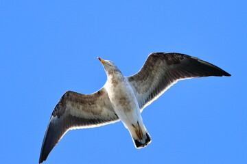 immature pacific gull
