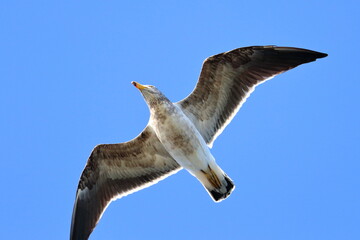 immature pacific gull